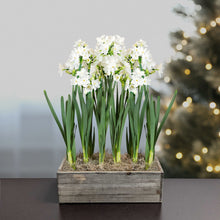 Narcissus - Paperwhite Bulbs in a Wood Rectangle Planter