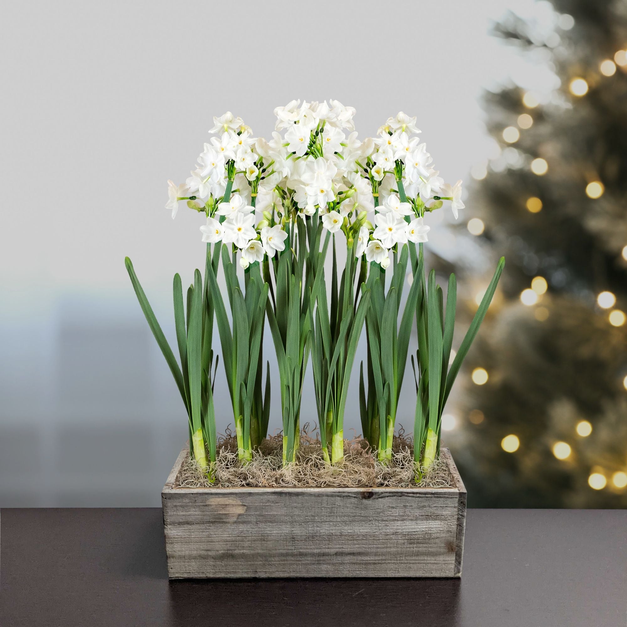 Narcissus - Paperwhite Bulbs in a Wood Rectangle Planter