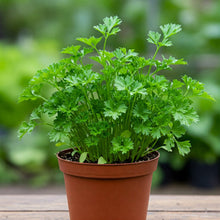Parsley Plain Leaved Seed