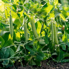 Pea Seed