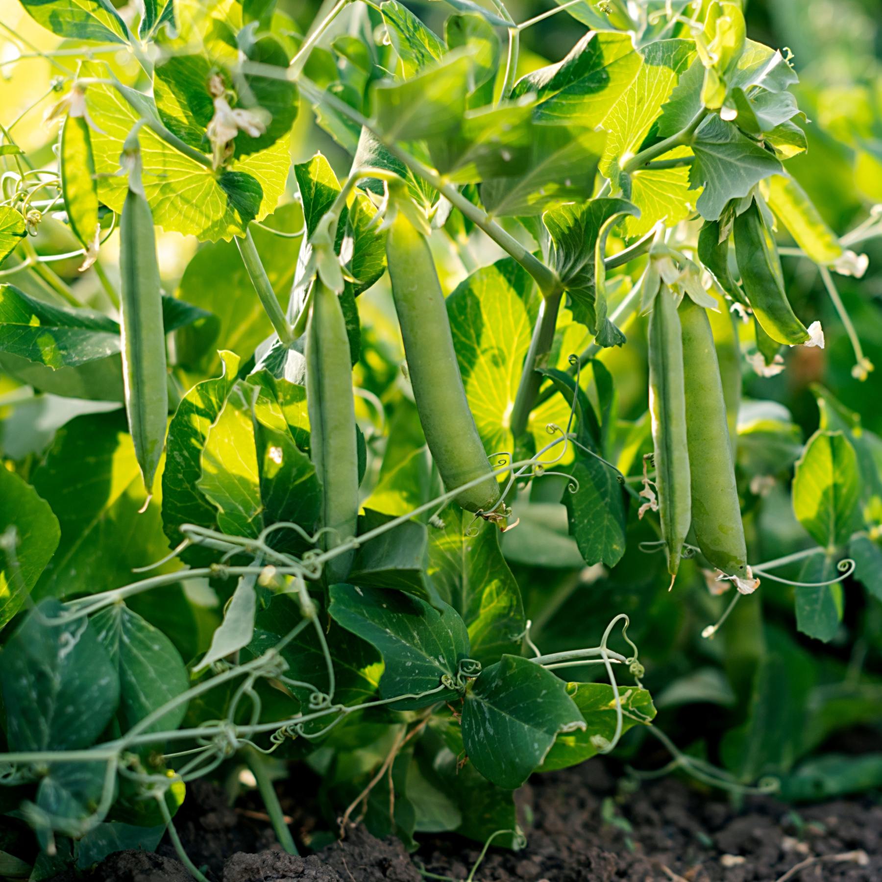 Pea Seed