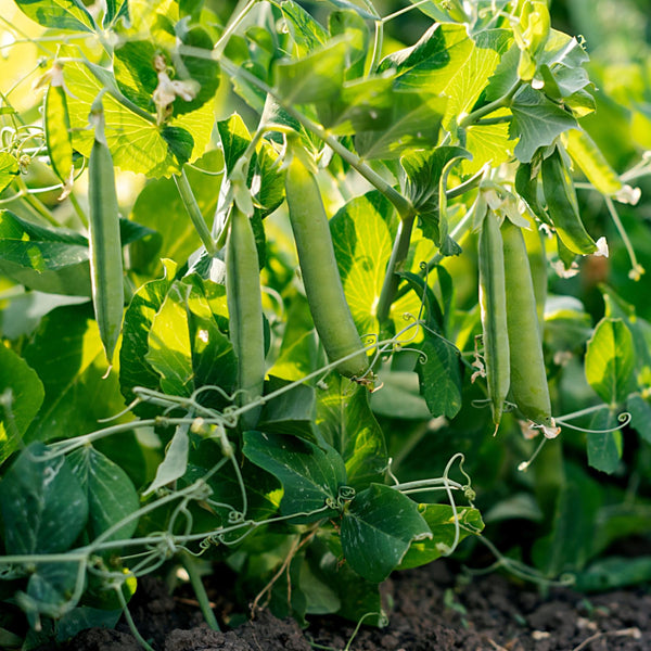 Pea Seed