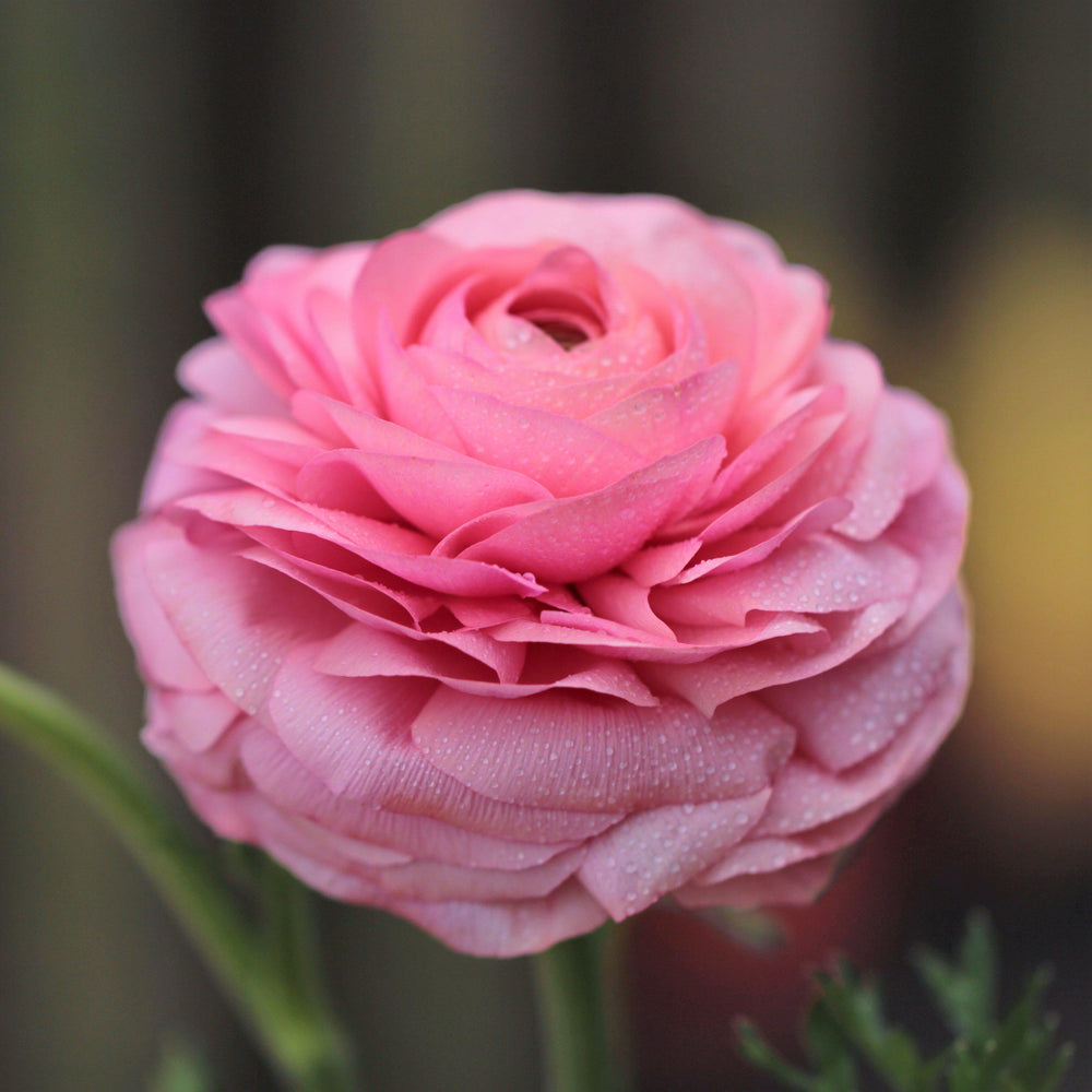 Ranunculus - Tecolote Rainbow Mix: 10 Corms