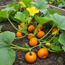 Pumpkin Small Seed