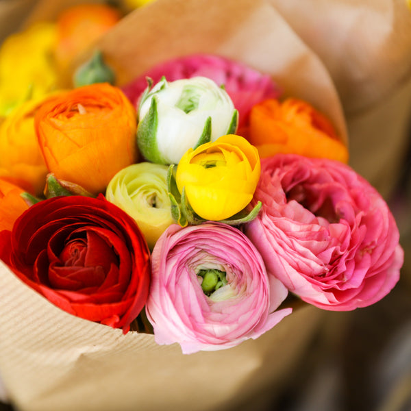 Ranunculus - Tecolote Rainbow Mix: 10 Corms