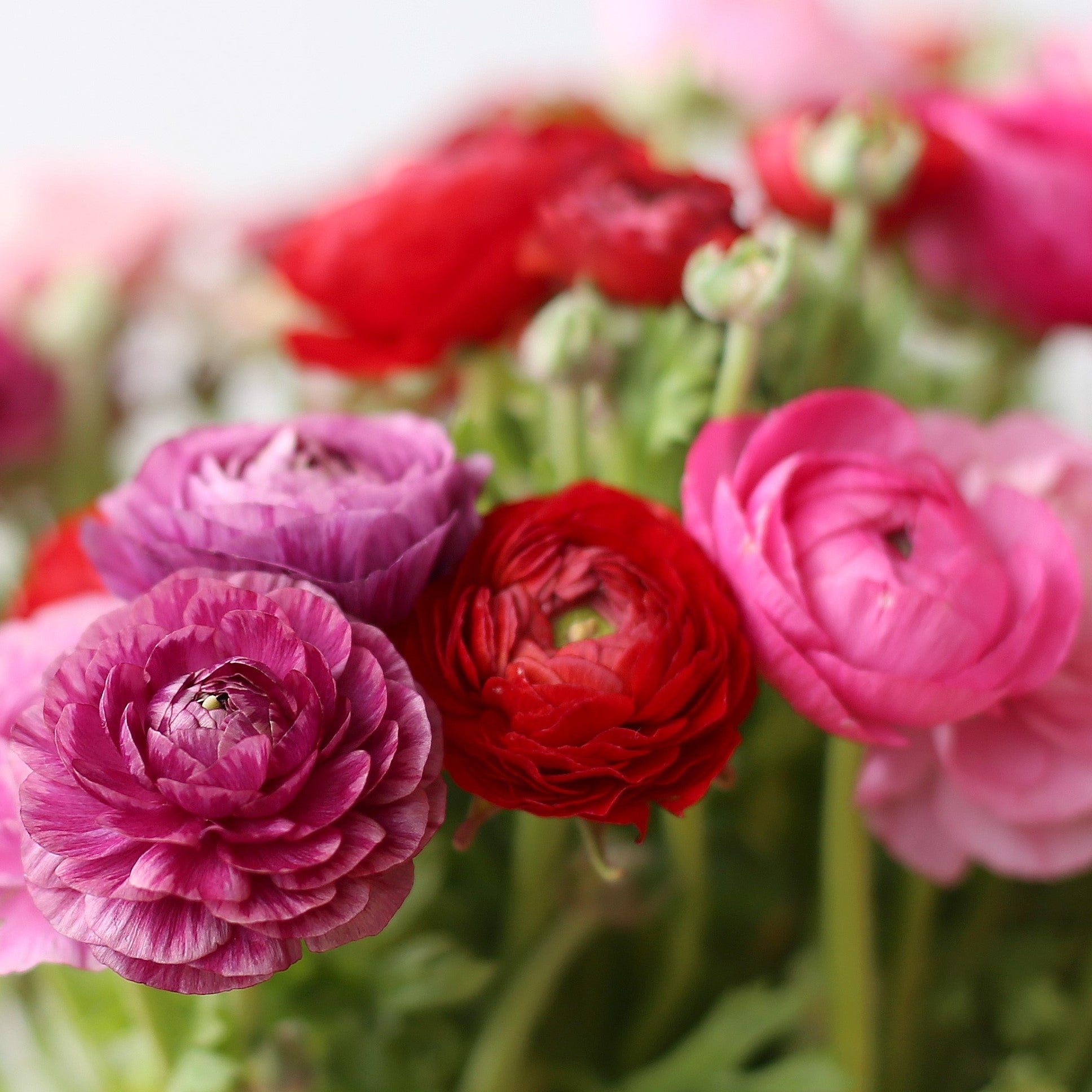 Ranunculus - Tecolote Very Berry Collection: 30 Corms