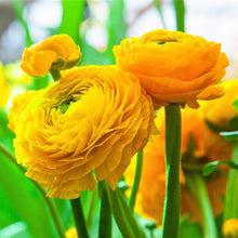 Ranunculus - Tecolote Yellow: 10 Corms