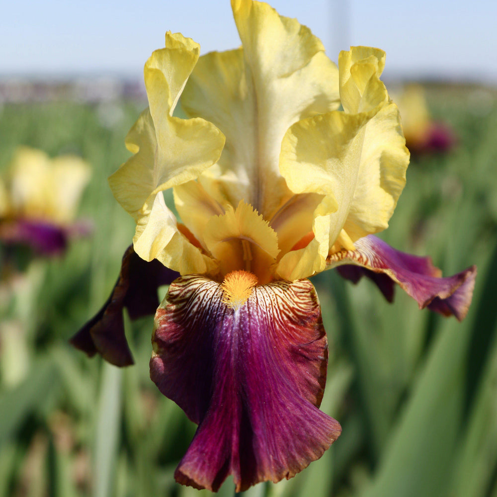 Bearded Iris - Califlora Blatant (Reblooming)