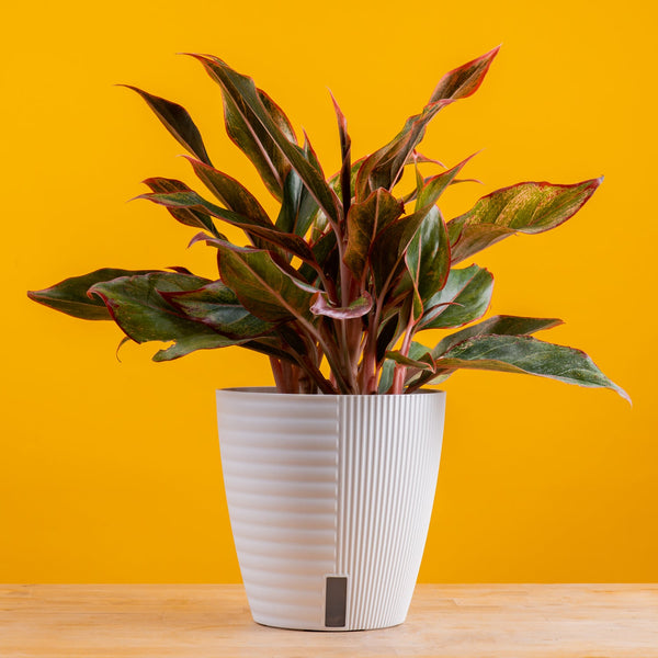 Siam Aurora Aglaonema | medium 6in