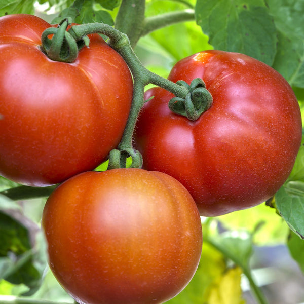 Tomato Large Seed