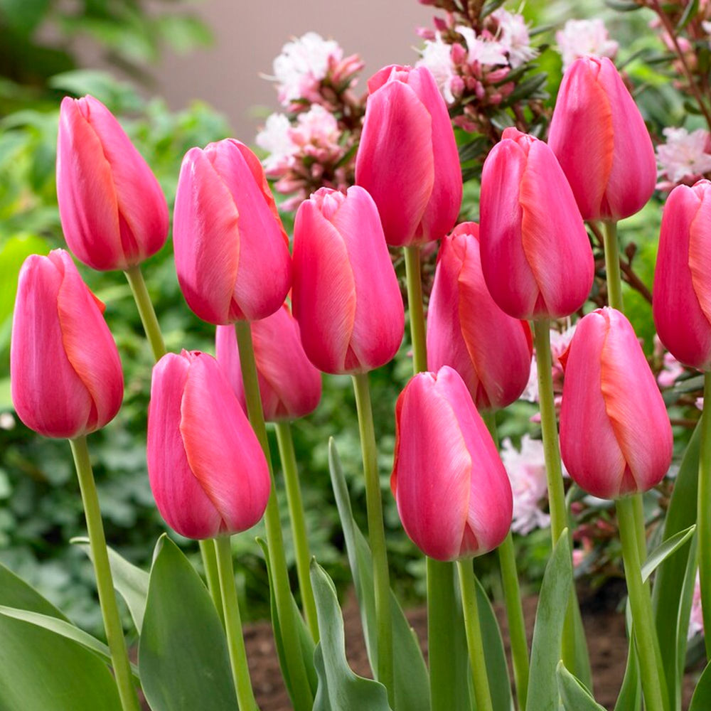 Tulip - Cape Holland: 10 Bulbs