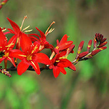 Crocosmia - Vera Cruz: 20 corms