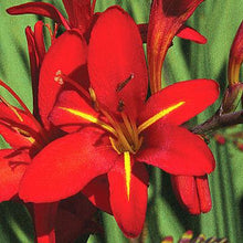 Crocosmia - Vera Cruz: 20 corms