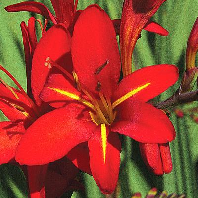 Crocosmia - Vera Cruz: 20 corms