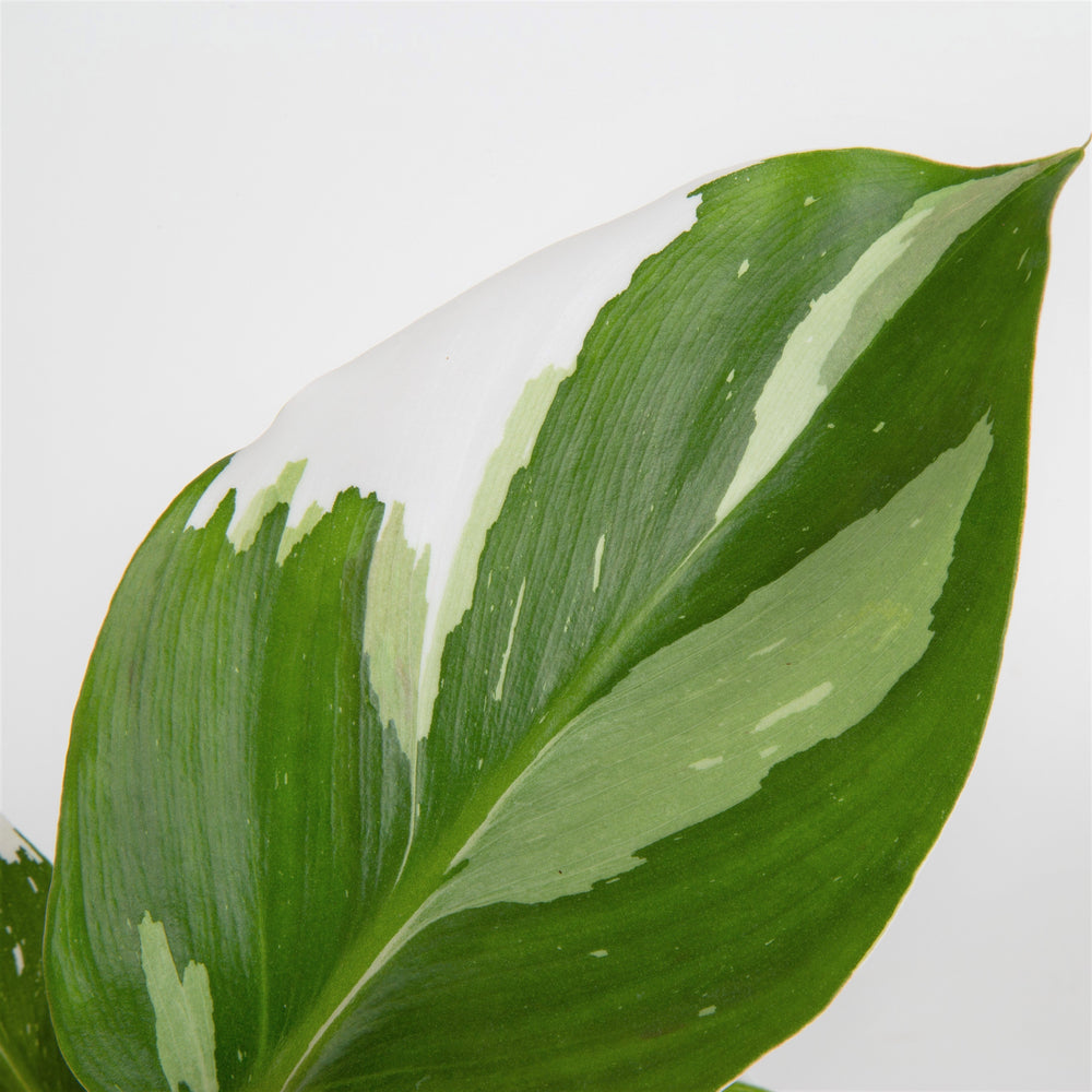 White Knight Philodendron | medium 6in