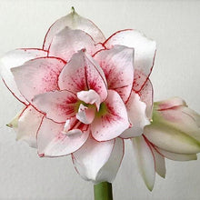 Amaryllis - Elvas: 1 Bulb