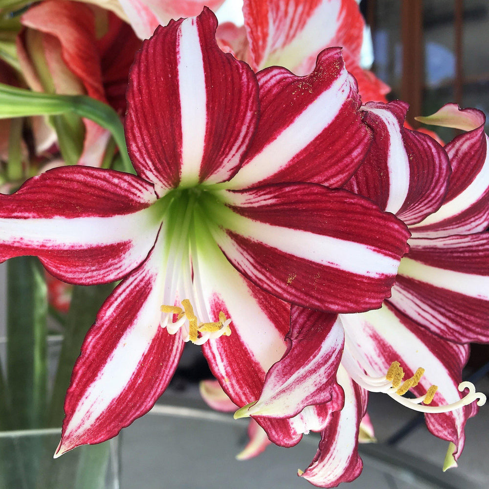 Amaryllis - Santiago: 1 Bulb