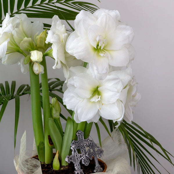 Amaryllis - Snow Drift: 1 Bulb