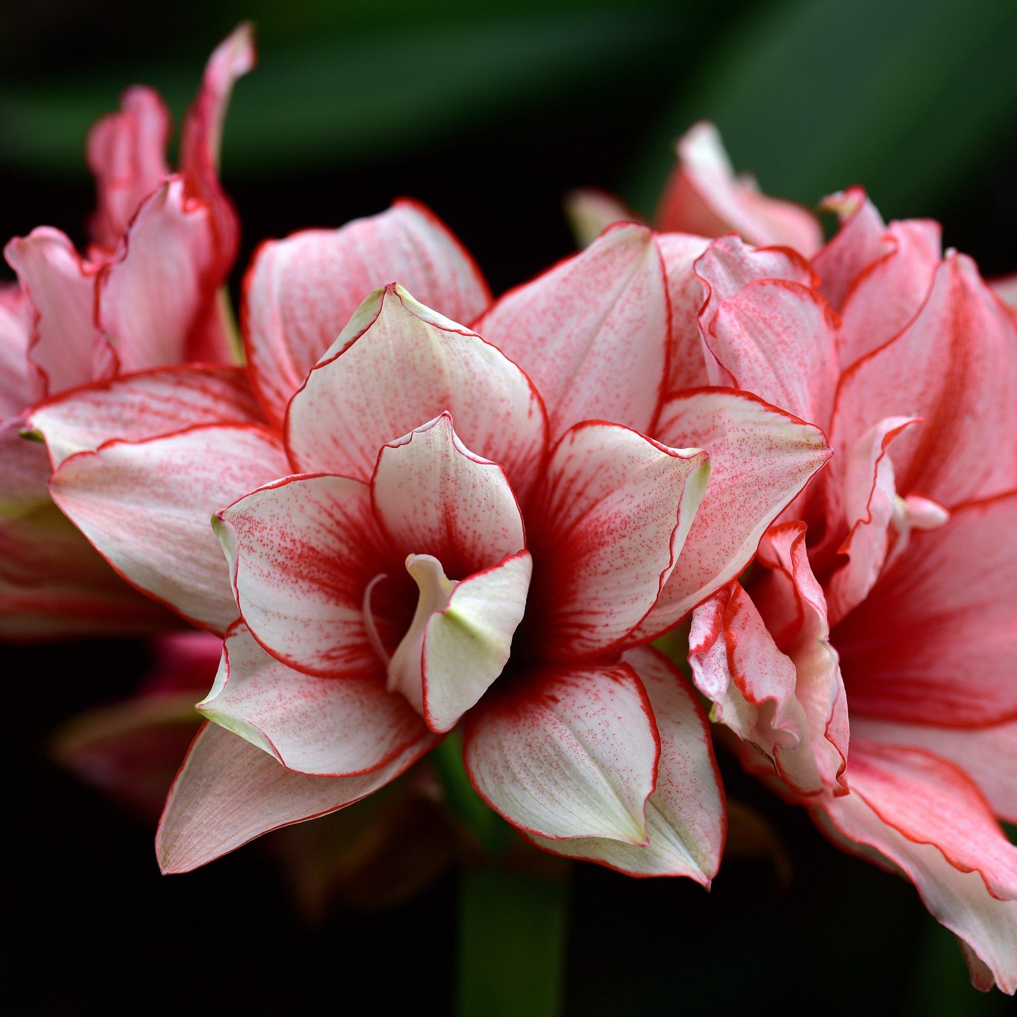 Amaryllis - Elvas: 1 Bulb