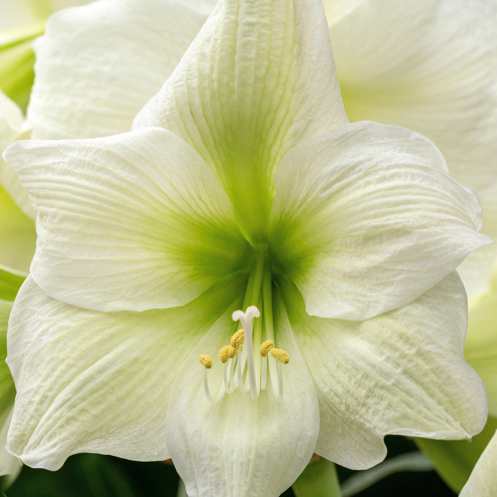 Amaryllis - White Christmas: 1 Bulb