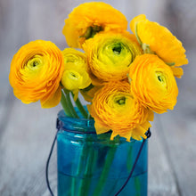 Ranunculus - Tecolote Yellow: 10 Corms