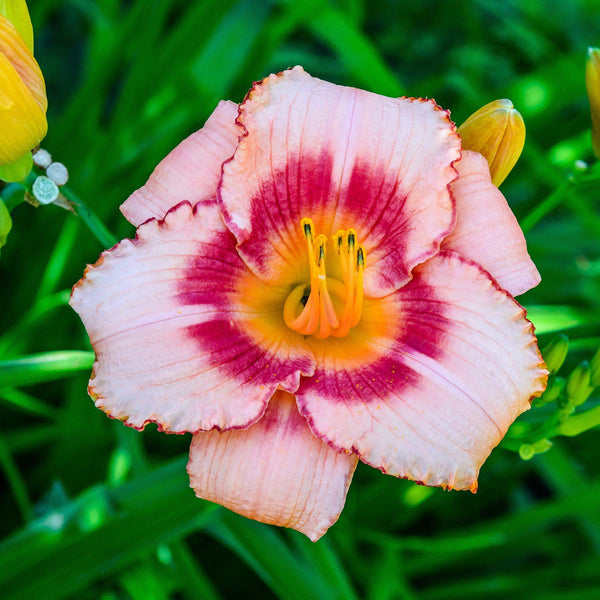 Daylily - Bumper Crop Mix: 10 Bareroots