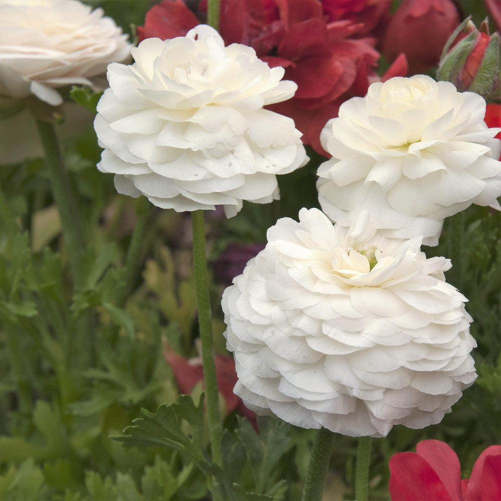 Ranunculus - Tecolote White: 10 Corms