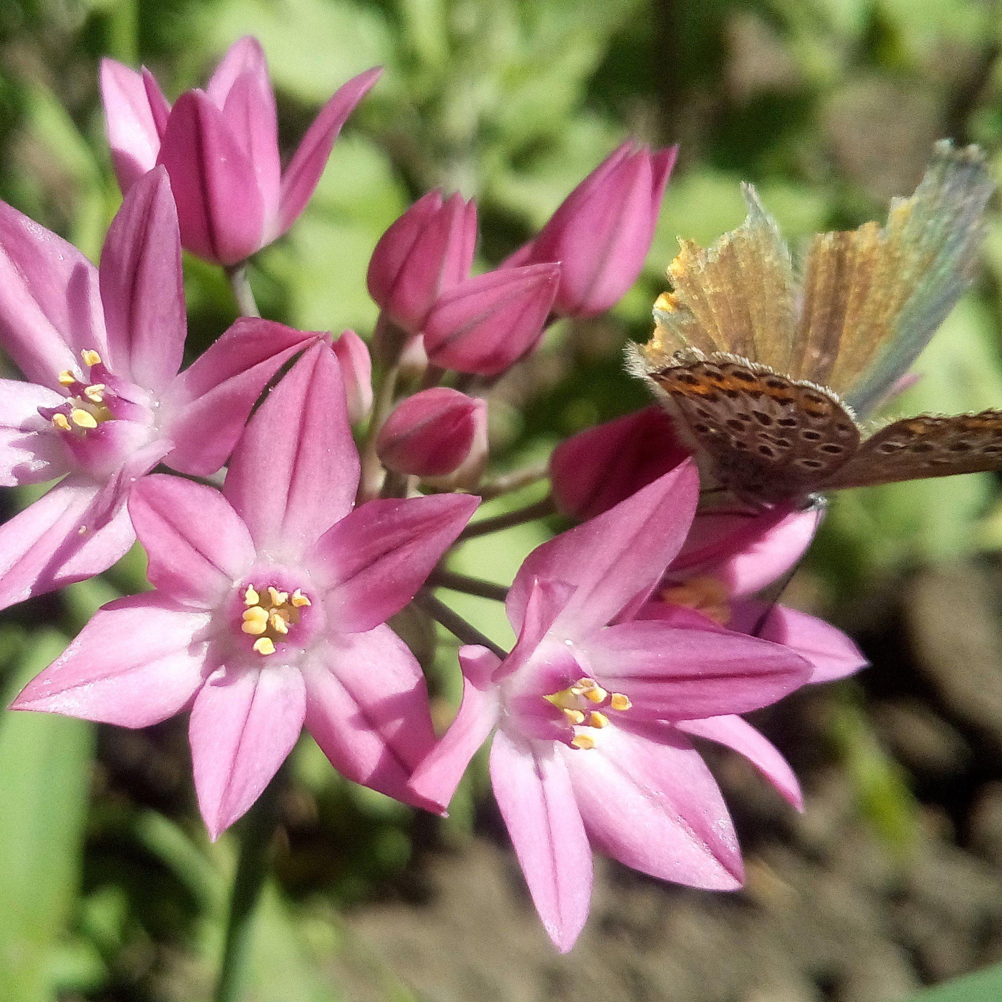 Allium - Oreophilum: 20 Bulbs