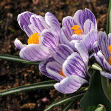 Crocus - King of the Striped: 20 Bulbs