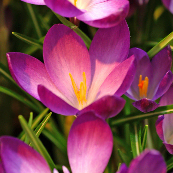 Crocus - Ruby Giant (Fragrant): 20 Bulbs