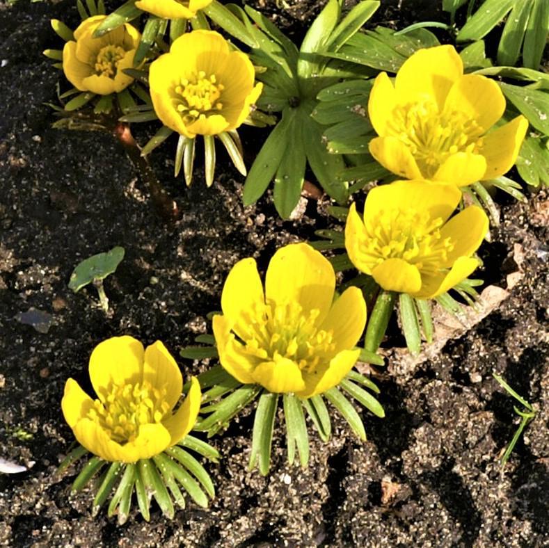 Eranthis - Winter Aconite: 30 Bulbs