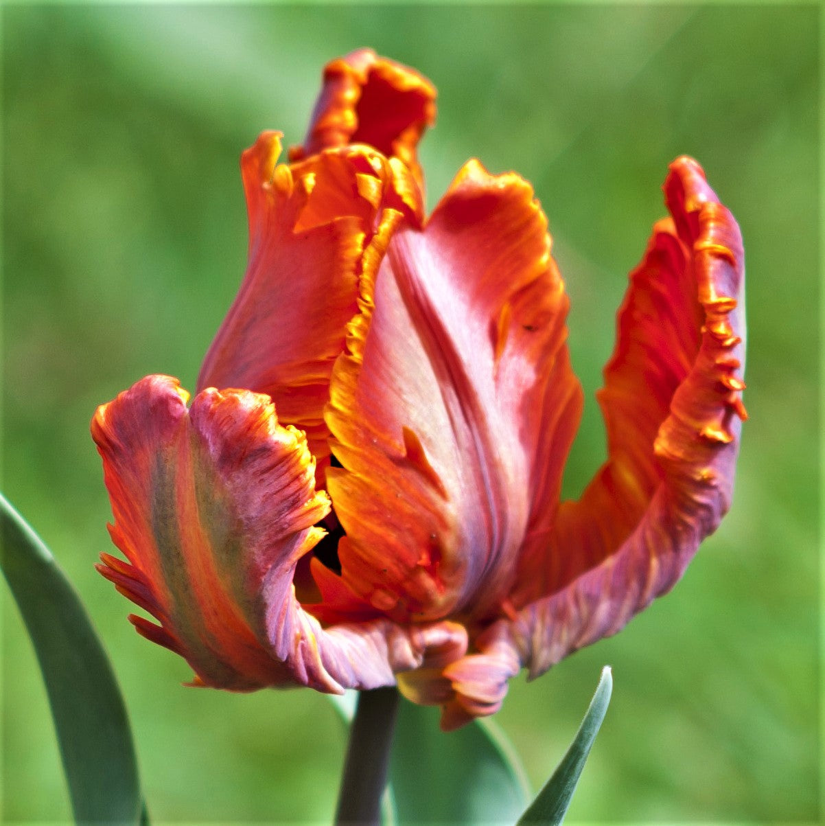 Tulip - Blumex: 10 Bulbs