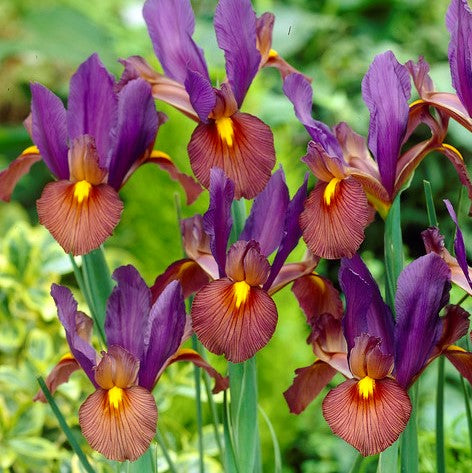 Dutch Iris - Eye of the Tiger: 20 Bulbs