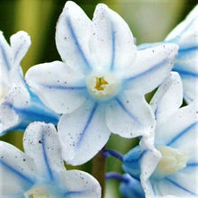 Scilla - Striped Squill Puschkinia: 50 Bulbs