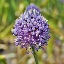 Allium - Summer Sparkler Mix: 60 Bulbs