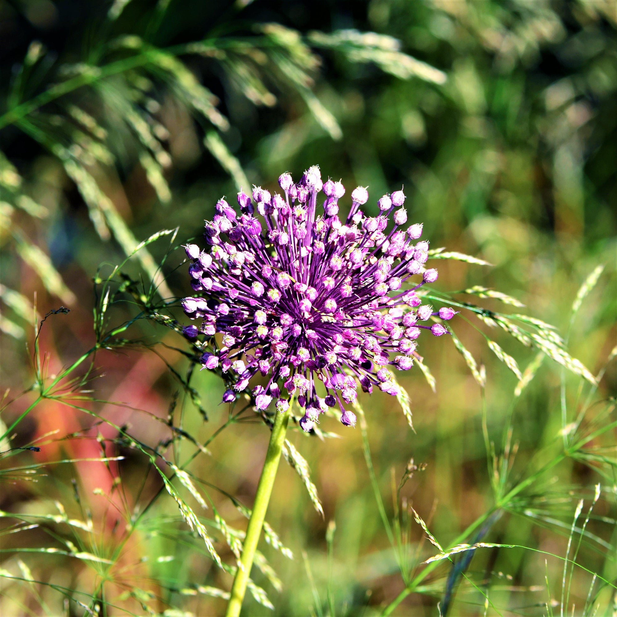 Allium - Summer Sparkler Mix: 60 Bulbs