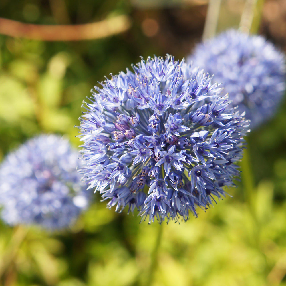 Allium - Ocean Magic Mix: 60 Bulbs