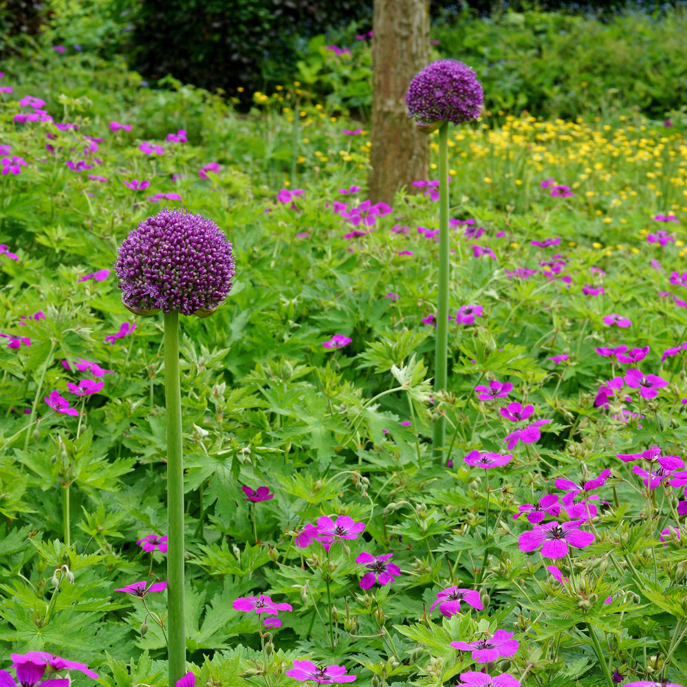 Allium - Giganteum: 3 Bulbs