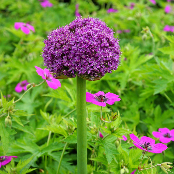 Allium - Giganteum: 3 Bulbs