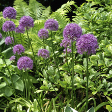 Allium - Giganteum: 3 Bulbs