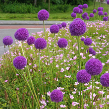 Allium - Giganteum: 3 Bulbs