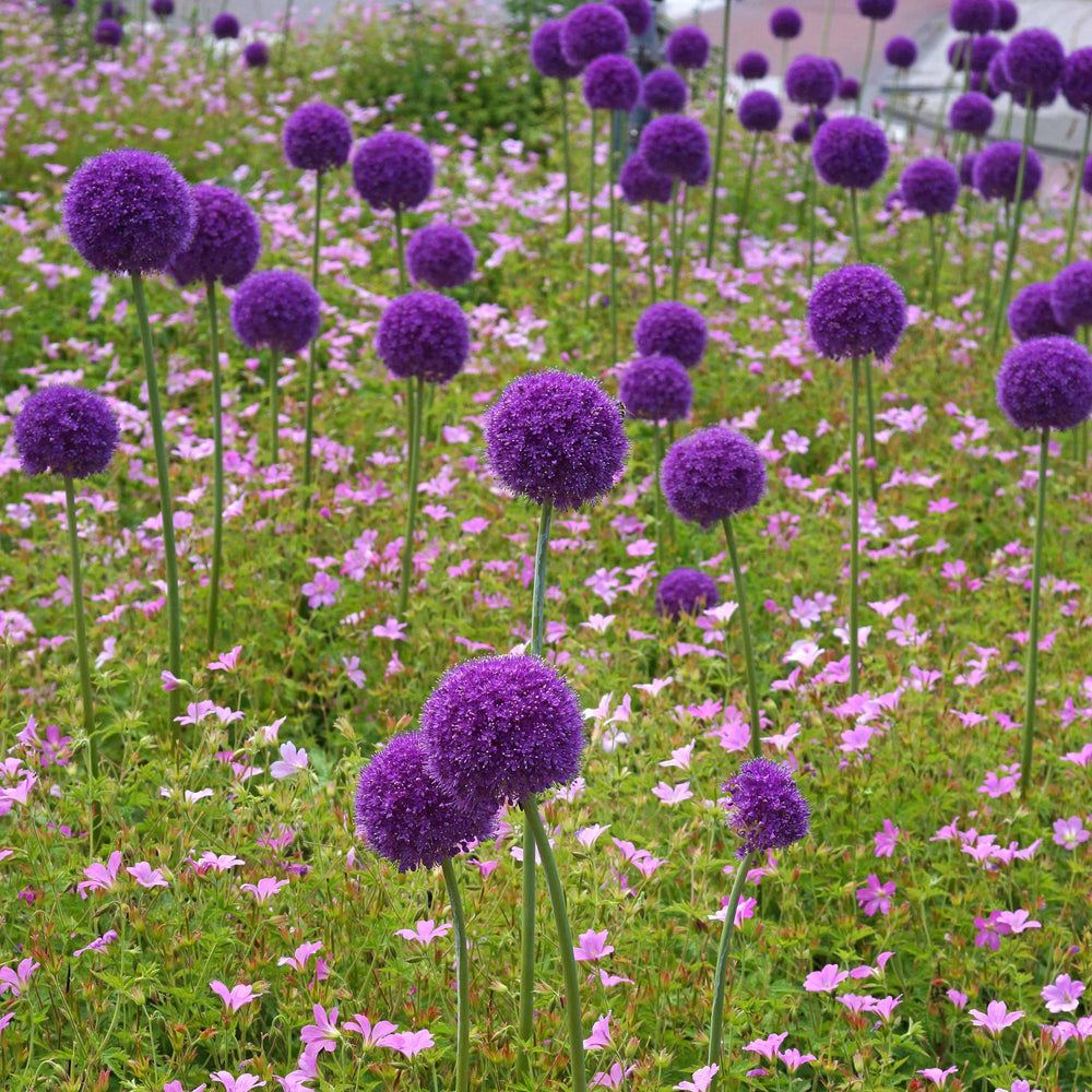 Allium - Giganteum: 3 Bulbs