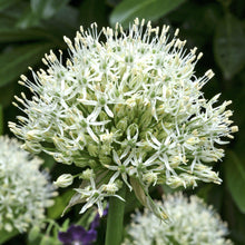 Allium - Mount Everest: 3 Bulbs