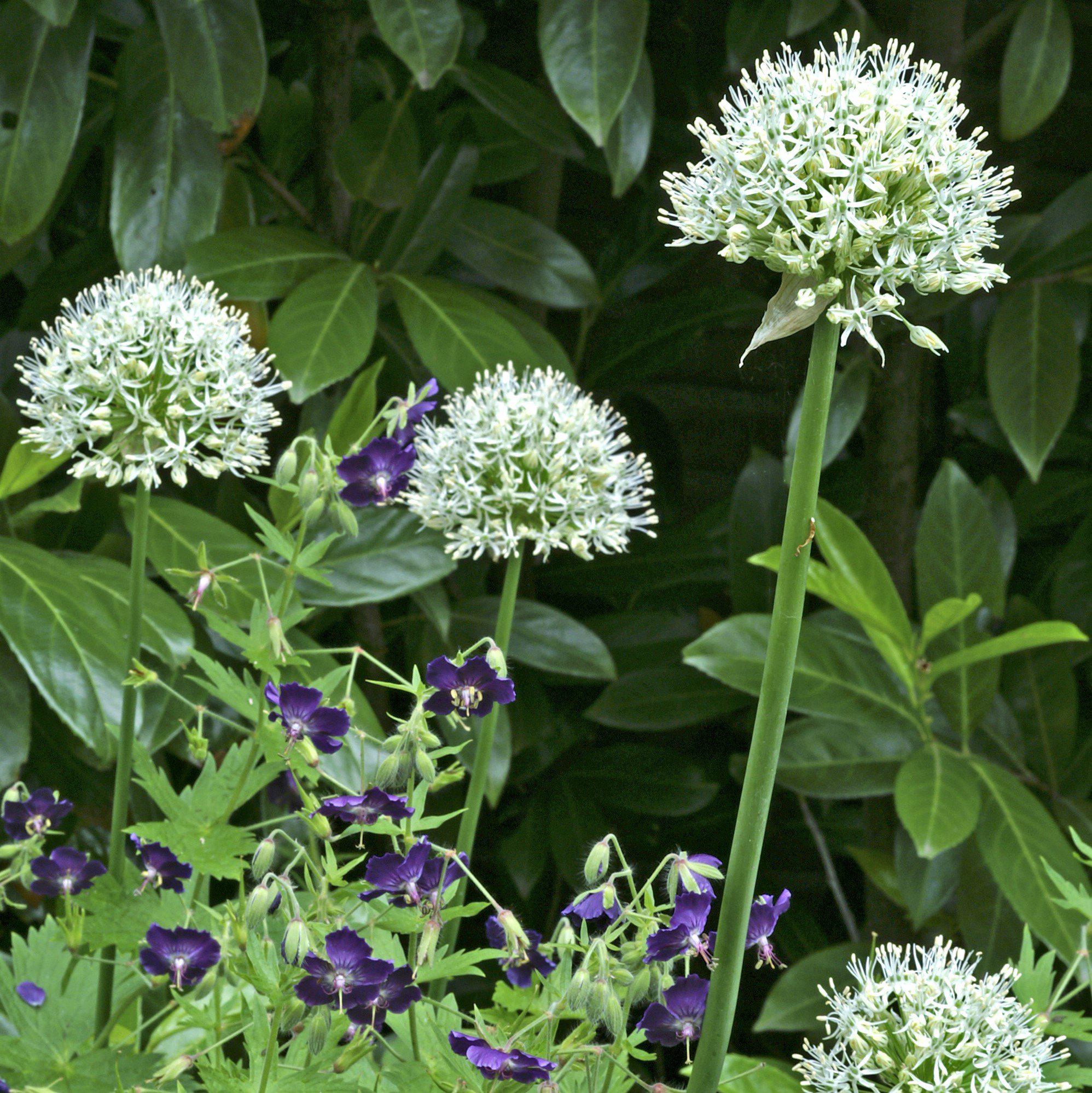 Allium - Mount Everest: 3 Bulbs