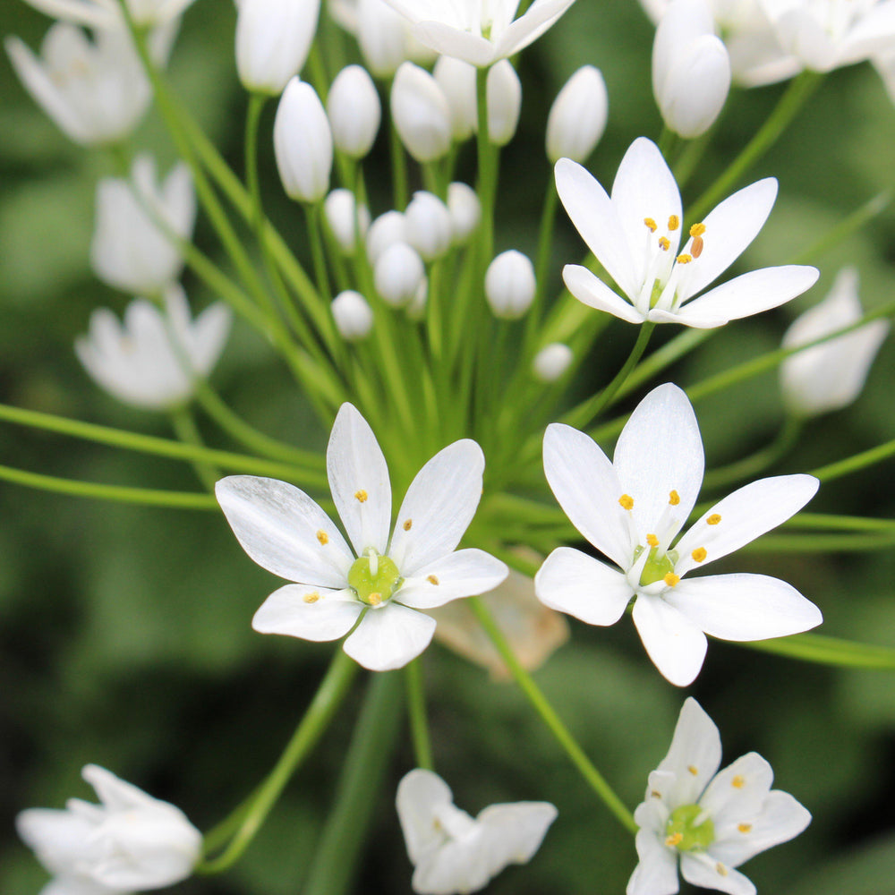 Allium - Summer Sparkler Mix: 60 Bulbs