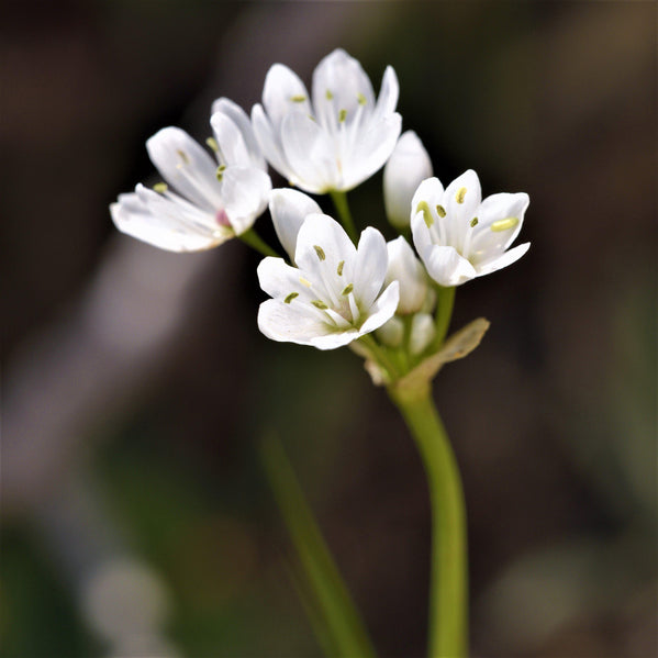 Allium - Neapolitanum Naples Garlic: 20 Bulbs