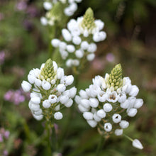 Allium - Neapolitanum Naples Garlic: 20 Bulbs