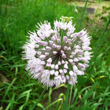 Allium - Summer Sparkler Mix: 60 Bulbs