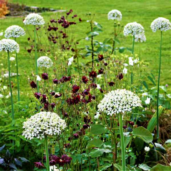 Allium - Nigrum: 20 Bulbs