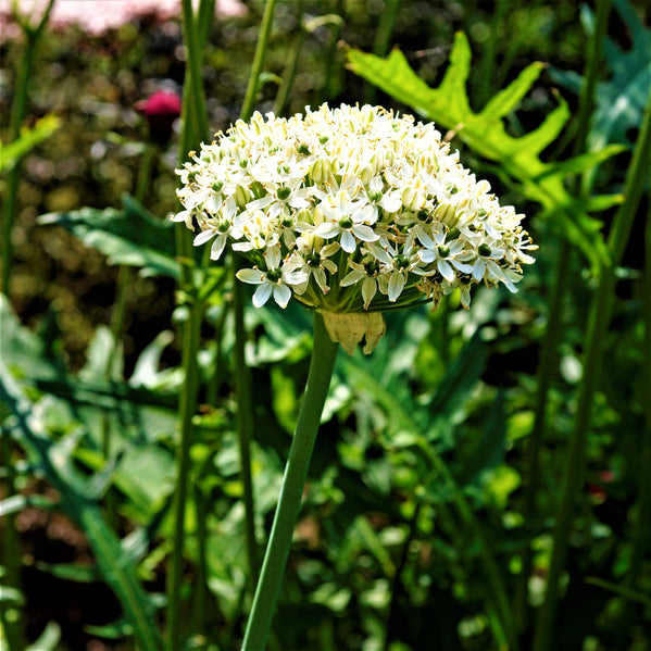 Allium - Nigrum: 20 Bulbs